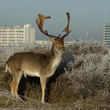 Kingstreet 公寓 赞德沃特