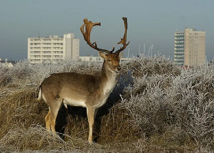 Kingstreet 아파트 잔드보르트